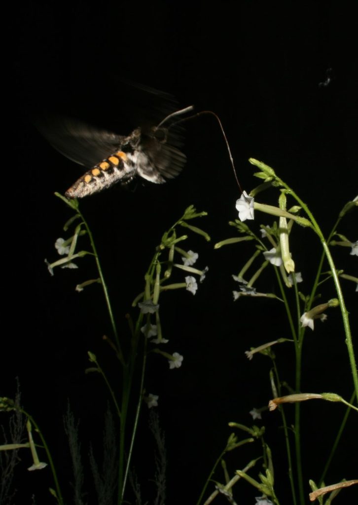 Hawk moth feeding on tobacco plant flower.